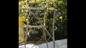 Fruit Fly Attractant & Wasp Trap Bait: A Comprehensive Guide