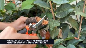 TopTools Pruning Shears: Scissors Taman & Alat Potong Taman