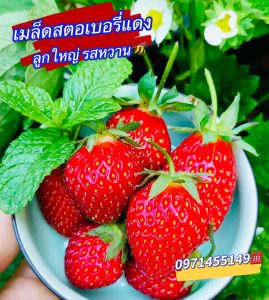 เมล็ดสตอเบอรี่แดง ลูกใหญ่ รสหวาน บรรจุ 100-150เมล็ด เมล็ดนำเข้าพร้อม *ฟรีคู่มือปลูก