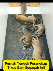 Mouse Trap Super Strong Gam Tikus Mouse Trap Super Strong Sticky Rat Glue Mat Perangkap Tikus Extra Large 120x28CM 10PCS Heavy Duty Pest Control Ready Stock COD 粘鼠毯强力抓老鼠贴