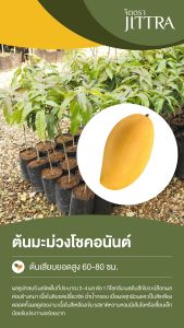 จิตตรา ต้นพันธุ์มะม่วงโชคอนันต์ เสียบยอดสูง 60-80 cm ปลูกปีเดียวติดลูก พร้อมส่ง เครมฟรี ต้นพันธุ์ผลไม้ ต้นเตี้ย ผลดก