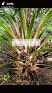 BIBIT POLONG KECAMBAH SAWIT SINARMAS DAMIMAS UNGGUL ASLI ORIGINAL BERSERTIFIKAT BERKUALITAS TINGGI