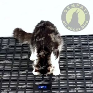 SEMPATI Palet Jumbo Size 90x30 Cm: Solusi Alas Sangkar Ternak