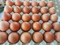 Telur Ayam Negeri Fresh / Telor Ayam Negeri Fresh 30 butir. 