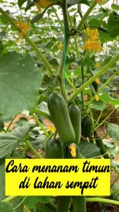 Benih Bibit TIMUN LALAP BABY F1 25 butir dari Rumah Vinca biji Sayuran