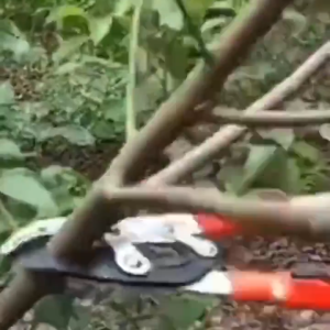 【Five-year warranty】หนาสาขาสูง- กรรไกรตัดแต่งกิ่งสูง คีมประเภท หนา สาขา กรรไกรสวน ประหยัดแรงงาน ไม้ผล กรรไกรตัดกิ่งที่ตายแล้ว SK5