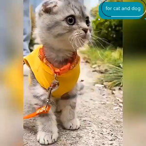 Bộ dây dắt Chó Mèo nhỏ kèm vòng cổ chuông họa tiết dấu chân (mẫu mới) - Love Pets Shop