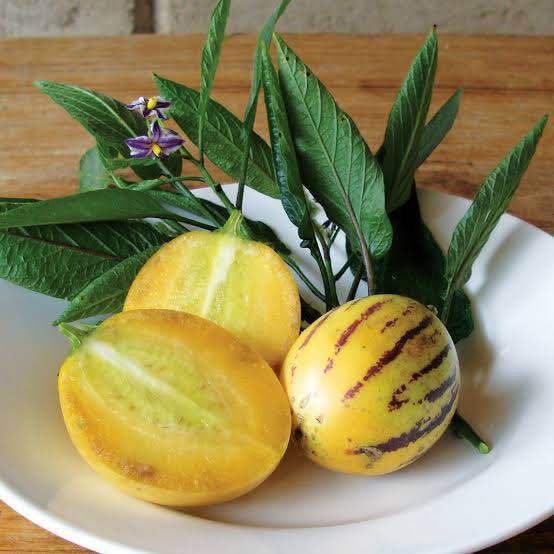 %5BVirladia%20Seeds%5D%20Biji%20Benih%20tanaman%20melon%20pepino%20kuning%20-%20Image%203