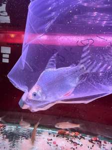 FEIFONG HIGHFIN SHORTBODY