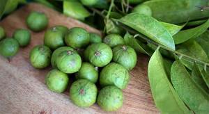 500 gram hạt giống cây sấu