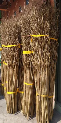 paket 10 bambu ulir cendani tanpa pot