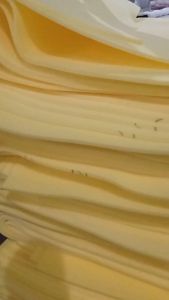 Busa Kiloan Lembaran Tebal 3 Cm Lapisan Kasur Tidur Busa Royal Foam 200x90 Spons Poles Mobil Media Cuci Anti Bakteri untuk Kursi Sofa Busa Peredam Ruangan Lapisan Jok Motor Costume Ukuran Busa Royal Foam Lapisan Spring Bed Jok Mobil Duduk