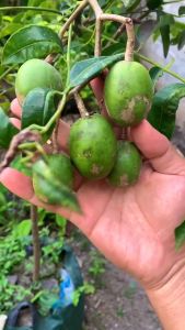 bibit kedondong asli super siap tanam