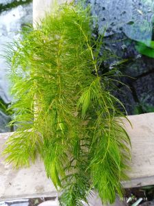 ganggang air hydrilla hornwort tanaman aquascape per 5 batang