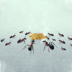 Makayo เหยื่อมดกำจัดมด ยาฆ่ามด ฆ่าตายยกลัง   ราคา/ซอง  Ant bait