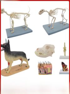 Dog Skeleton Model Skull Teeth Ear Skin Cat Dog Bony Frame Anatomy Teaching Display Supplies Plastic Toys for All Genders