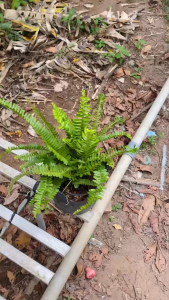 Dương Xỉ Lá Me - Tổng thể tầm 30-40 cm - Cây cảnh quan sân vườn!