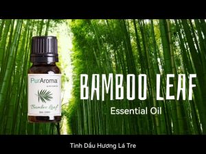 (Chai Lớn) Tinh dầu LÁ TRE nguyên chất PurAroma by IMMORTEL - Chính hãng Pháp