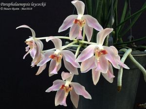 Anggrek Paraphalaenopsis Laycockii disilangkan dengan Vanda Sanderiana kondisi pra remaja