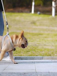 Bộ dây dắt Chó Mèo kèm yếm đa sắc xen kẽ (mẫu mới) - Love Pets Shop