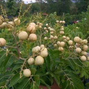 Selamat Datang Ditoko Kami Bibit kelengkeng Matalada Super🌱 Hasil Okulasi Mempunyai daging tebal biji Besar Bisa ditanam dan Berbuah dalam pot