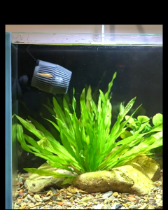 Máy Thổi luồng Bể cá Cao cấp Sunsun | Máy tạo Sóng cho Hồ cá cảnh | Công suất 3W 4W 8W 12W 24W