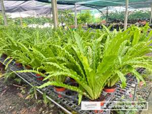 เฟิร์นโอซาก้า (Fern Asplenium Osaka) กระถาง 6นิ้ว แต่งบ้าน แต่งอาคารสวยในอาคารบ้านค่าเฟ่