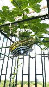 Hạt giống dưa gang F1 dễ trồng cho trái nhiều/ hạt giống Phú Nông