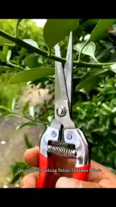 Gunting Dahan Tanaman/Pruning Scissor 8 INCH (8) MULTIFUNGSI