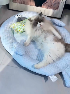 Dulepig แผ่นเย็นแมว การกระจายความร้อนสูง ฟูนุ่มเต็มอิ่ม ที่นอนแมวเย็น เบาะเย็นแมว เบาะนอนเย็น สำหรับสัตว์เลี้ยง เตียงสุนัข