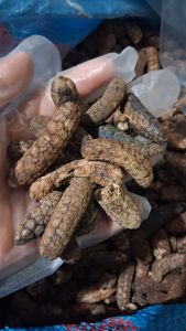 1kg Chuối hột Rừng Tây Nguyên loại 1