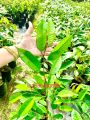 ต้นทุเรียนกบพิกุลแบบเสียบยอด สูง100ซม.. 