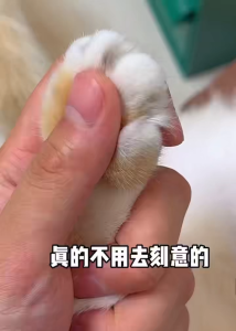 Circular Cut Hole Pet Nail Clippers Cat Scissors Dog Nail Cutter Stainless Pet Safe Nail