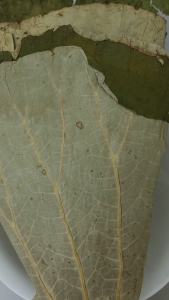 荷叶片 100g Lotus Leaf Daun Teratai Kering 荷叶 中药 养生 干荷叶 He Ye Chinese Herb