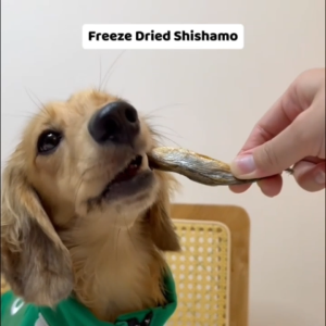 [LARGE Packs] WHOLESALE - OMAKASE AIR DRIED/FREEZE DRIED Dog & Cat Single Ingredient Dehydrated Pet Treats