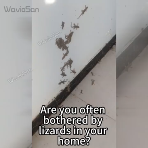 Kill lizards throughout the house MNY Lizard killer bait Racun cicak paling kuat Ubat penghapus cicak Ubat cic ak All round killing not a single one left 24Pcs Gecko killer Cicak killer Lizard repellent 壁虎药