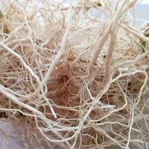 Akar Daun Anting Anting Segar / Obat Herbal Akar Daun Anting Anting Segar