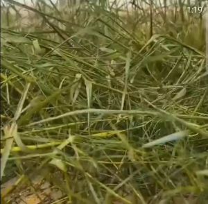 KILL GRASS PANDA RAJA PEMBUNUH GULMA PEMBASMI RUMPUT 100 ML - Beli 3 Gratis 1 Herbisida Panda pembasmi rumput liar