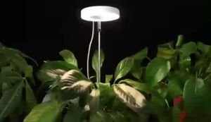 Grow Light Full Spectrum LED Plant Lamp for Plants Height Adjustable Growing Lamp with Timer 3/9/12H Dimmable Brightness Indoor Light