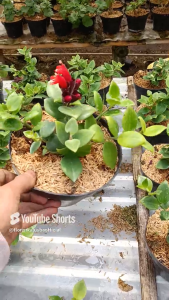 tanaman gantung hoya lipstick bunga  merah daun kecil