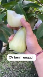 Bibit Jambu Air Madu Deli (MDH) Super Okulasi