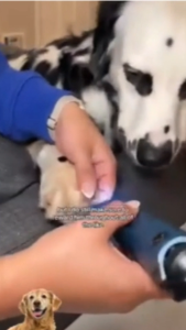 High Speed Powerful Rechargeable Electric Pet Nail Grinder/Nail Trimmer with Dual LED (6-speeds) 12.000 rpm for Professional Pet Groomer/Salon // Gerinda Kuku/Gunting Kuku Elektrik dengan LED dan Kecepatan Tinggi untuk Hewan Peliharaan Anjing Besar