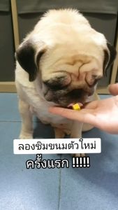 Training treatขนมฝึกฟรีซดรายนมแพะผสมผักGoat milk veggie freeze driedtraining dogขนมน้องหมาน้องแมว