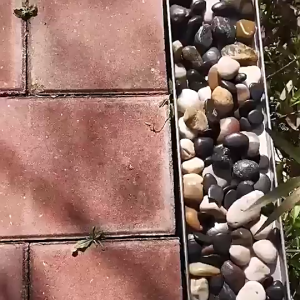 Outdoor Decorative Drain Gutter with Pebble Cover Stainless Steel Linear Drain for Garden Walkway