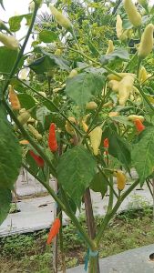 ABAYOMI 10gr - Benih Biji Cabai Cabe Rawit Setan Pedas