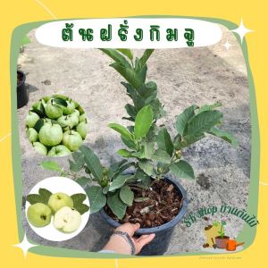 ต้นฝรั่งกิมจูใน กระถาง11นิ้ว ต้นใหญ่ แข็งแรง พร้อมปลูก ผักสวนครัว ผักสวนครัวปลูกง่าย ผักสวนครัวพร้อมปลูก ผักออร์แกนิก