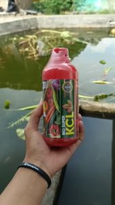 TERMURAH BIO KCL 500ML Pupuk Booster Tanaman Selada Paling Bagus - Pupuk Pelebat Dan Penyubur Selada Paling Ampuh - Obat Semprot Penyubur Selada Terbaik