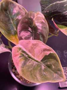 Alocasia Cuprea Pink Mint Variegated *CORM*