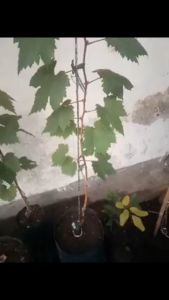 BIBIT ANGGUR IMPORT MY HEART Hasil Grafting Super Cepat Berbuah Jumbo