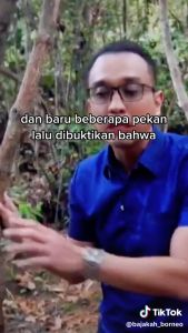 AKAR KAYU BAJAKAH MERAH KALALAWIT TEH HERBAL KALIMANTAN